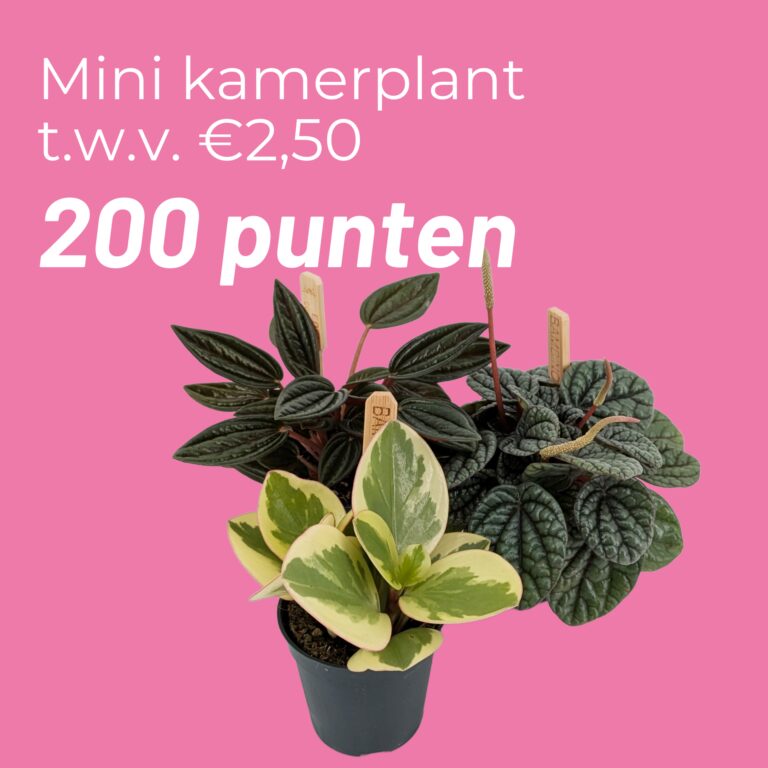Kamerplant