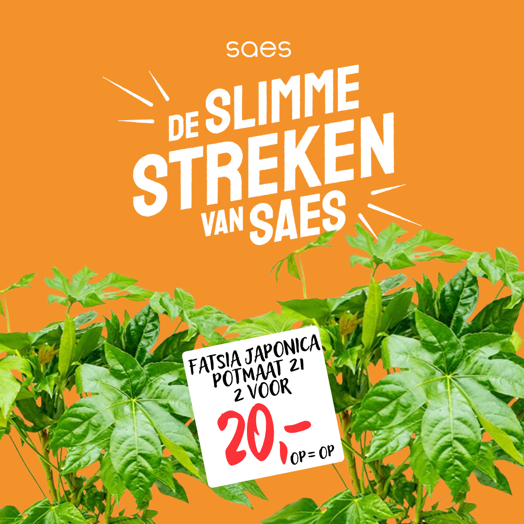 Nonfood Voorraad - Fatsia