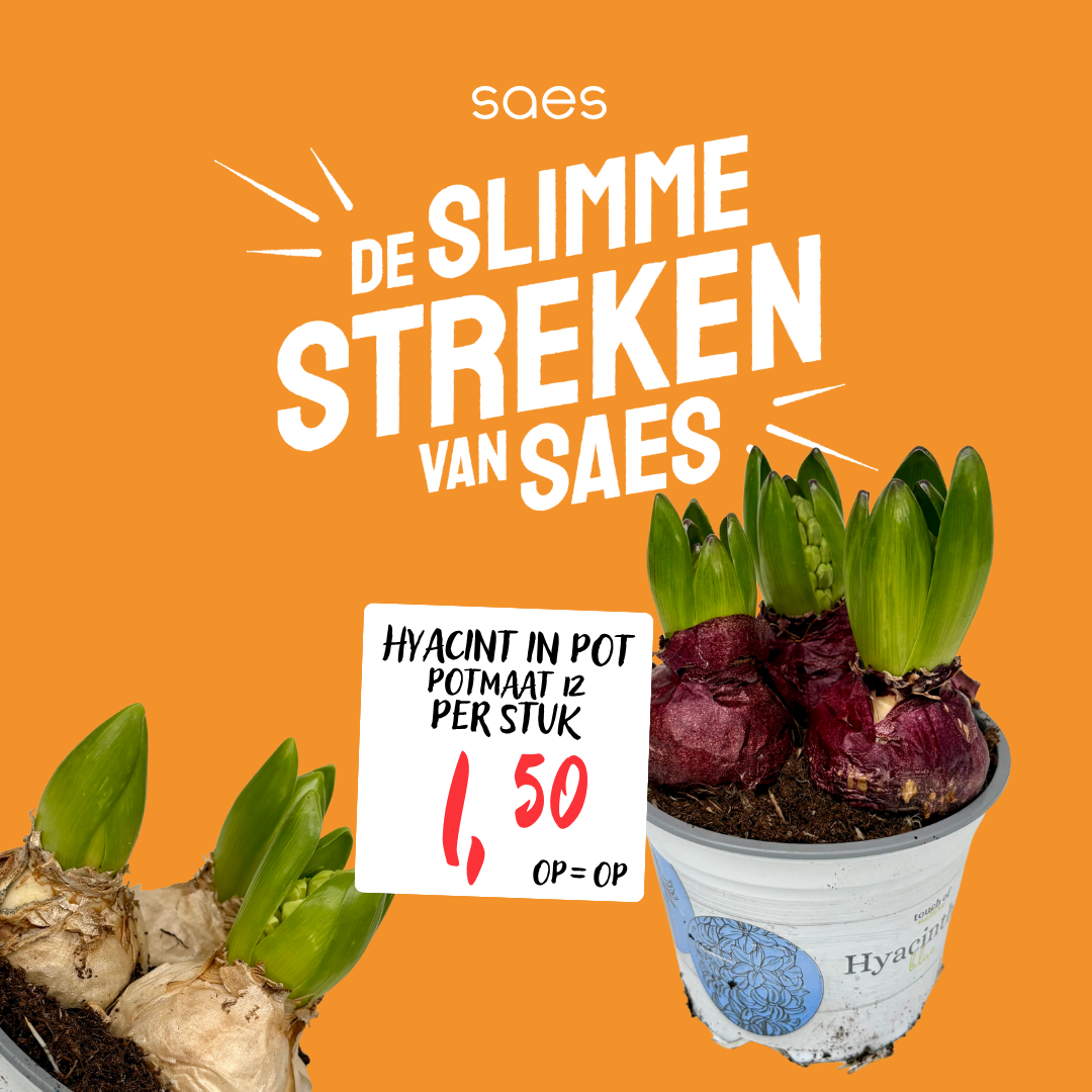 Nonfood Voorraad - Narcis Pot-2