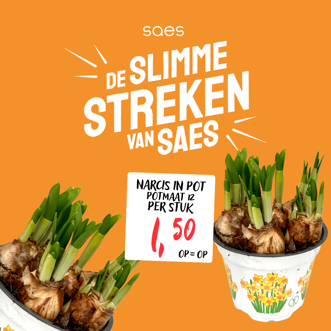 Nonfood Voorraad - Narcis Pot-3