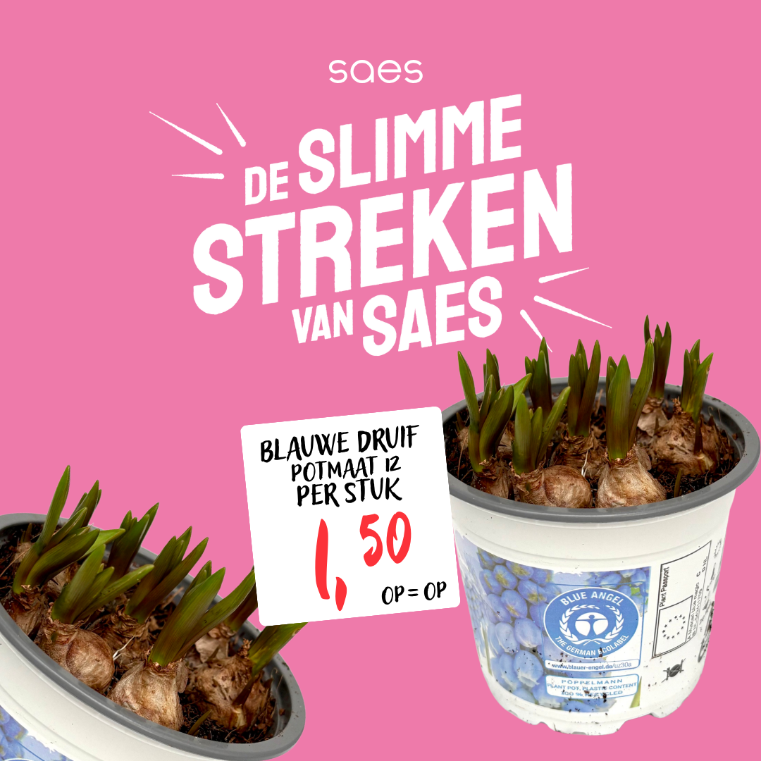 Nonfood Voorraad - Narcis Pot