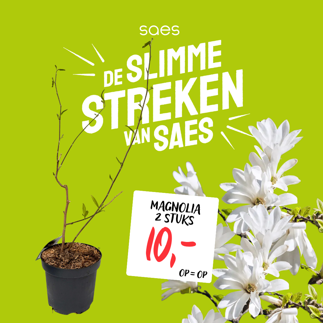 Nonfood Voorraad - Narcis