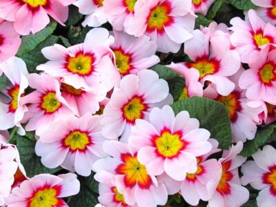 49_PvdM Primula 01