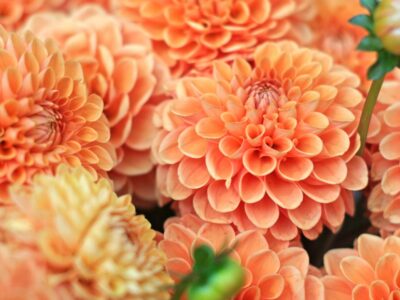 53_PvdM dahlia 01