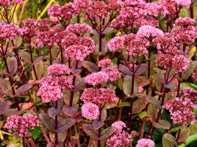 55_PvdM Sedum 03