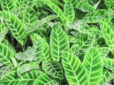 57_PvdM Calathea 04