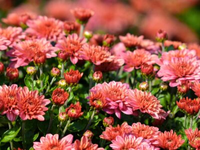 59_PvdM Chrysant 03