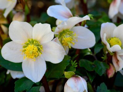61_PvdM Helleborus 03