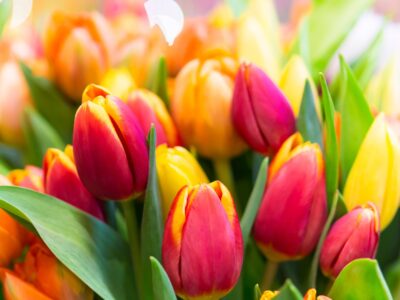 65_SvdM tulp 01