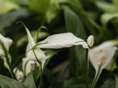 67-PvdM Spathiphyllum 02