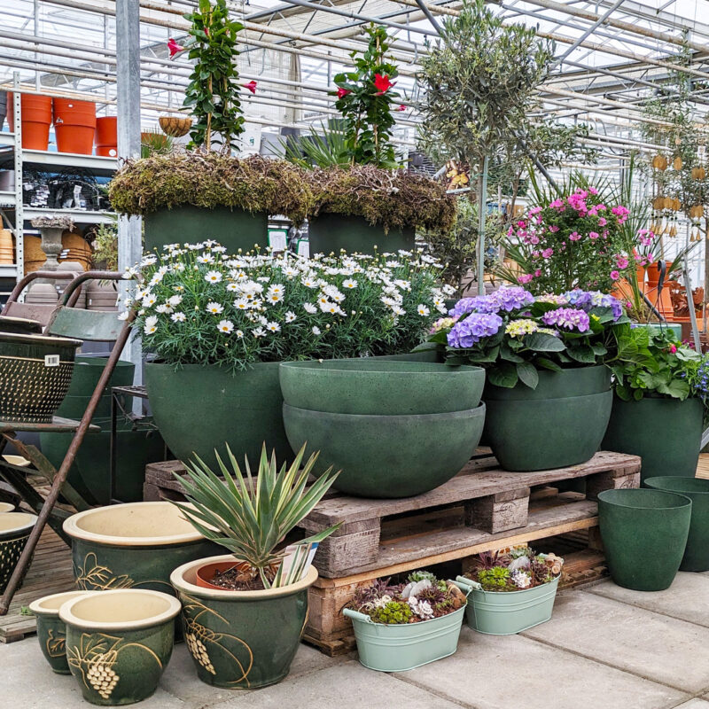 assortiment buitenplanten2