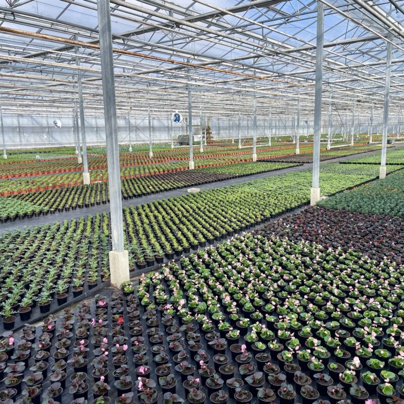assortiment buitenplanten4
