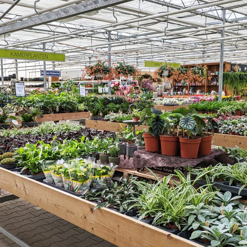 assortiment kamerplanten1