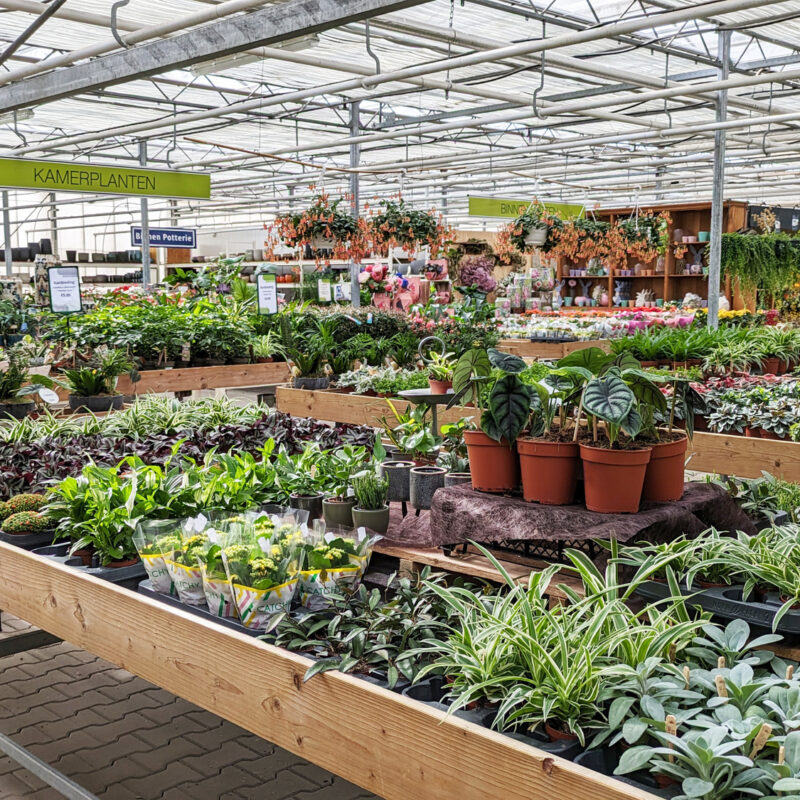 assortiment kamerplanten1