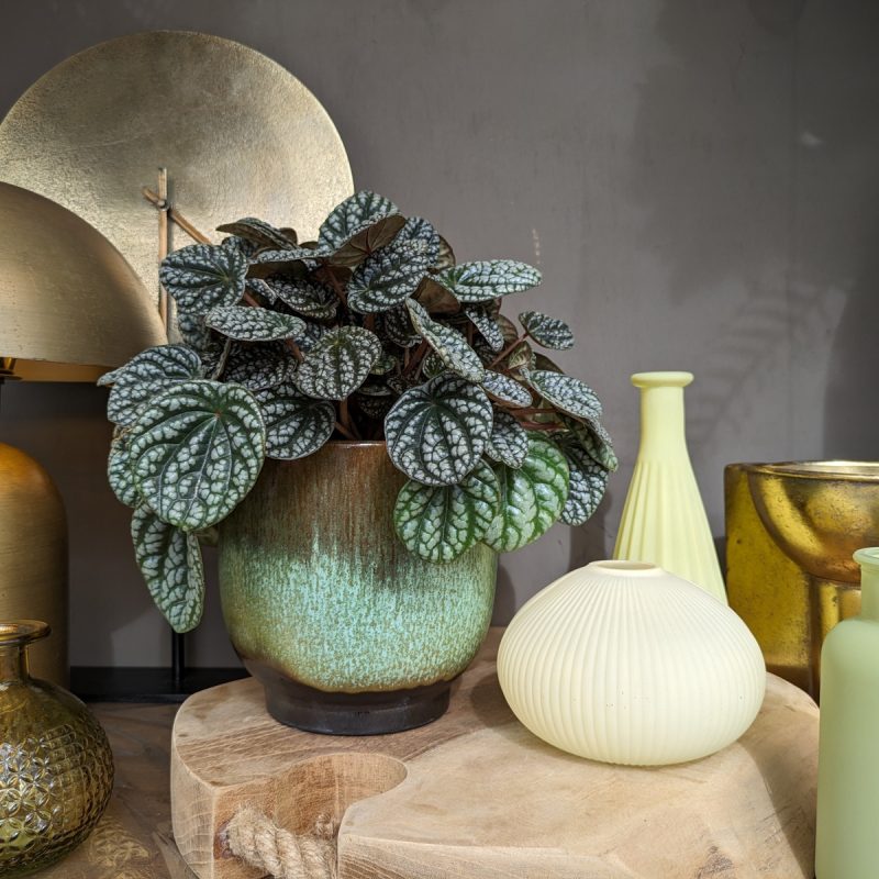 assortiment kamerplanten3